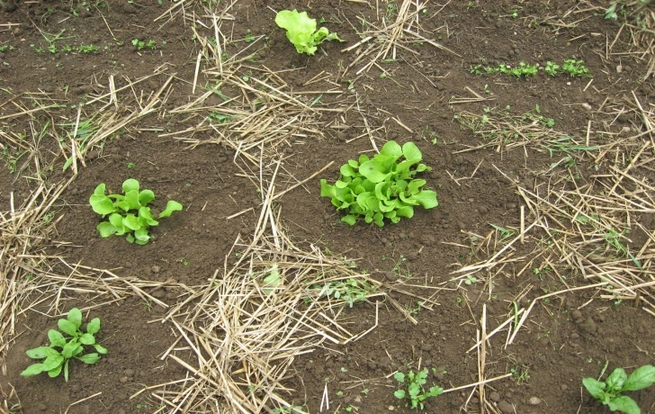 Lettuce Companion Plants Melojak Organic Gardening: December 2010 Photo 561