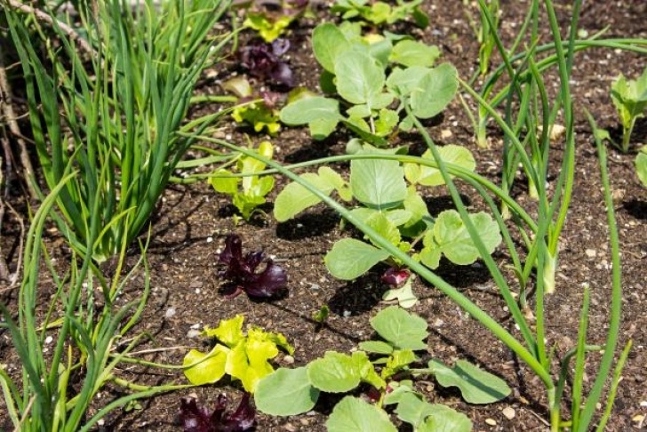 Lettuce Companion Plants Radish Companion Planting | Diy Picture 047