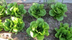 Lettuce Growing Season Debt Free, Cashed Up And Laughing - The Cheapskates Way To Image 901