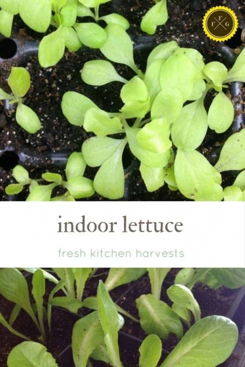Lettuce Growing Season Growing Lettuce Indoors | Family Food Garden Image 719