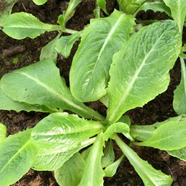 Lettuce Growing Season Growing Lettuce Indoors | Family Food Garden Photo 499