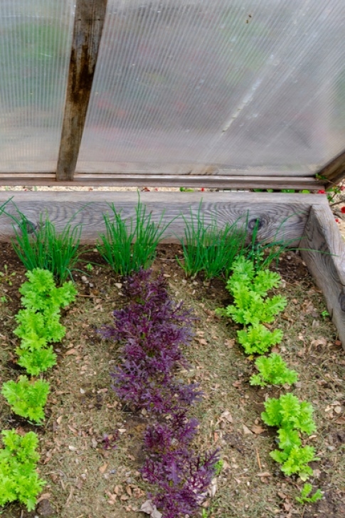 Lettuce Growing Season How To Build An Inexpensive Diy Cold Frame From Recycled Photo 773