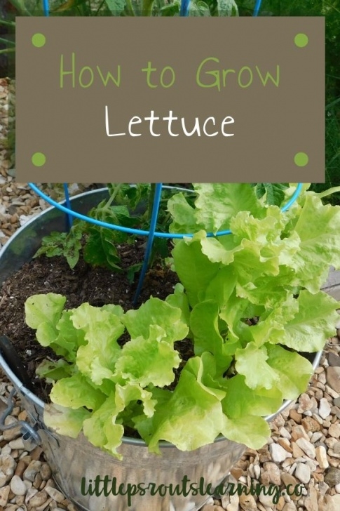 Lettuce Growing Season How To Grow Lettuce In Your Home Garden And What Kinds To Grow Photo 970