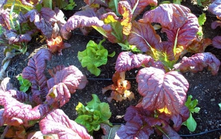 Lettuce Growing Season Lettuce Grown In Between Chard, To Extend Growing Season Picture 953