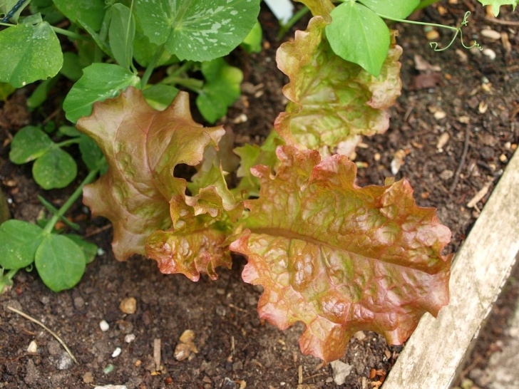 Lettuce Growing Season Mark'S Veg Plot: Salad Ingredients Photo 047