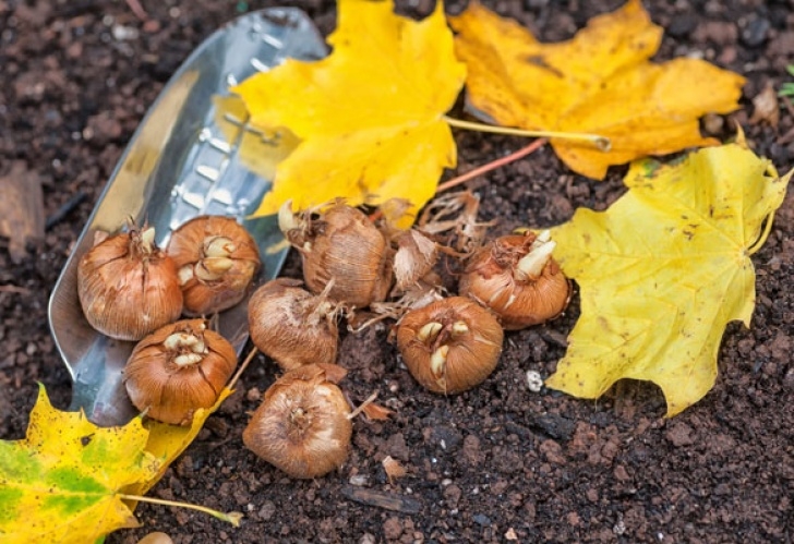 Light Bulb For Plants In Winter 5 Plants To Put In The Ground This Fall | Garden Club Photo 406