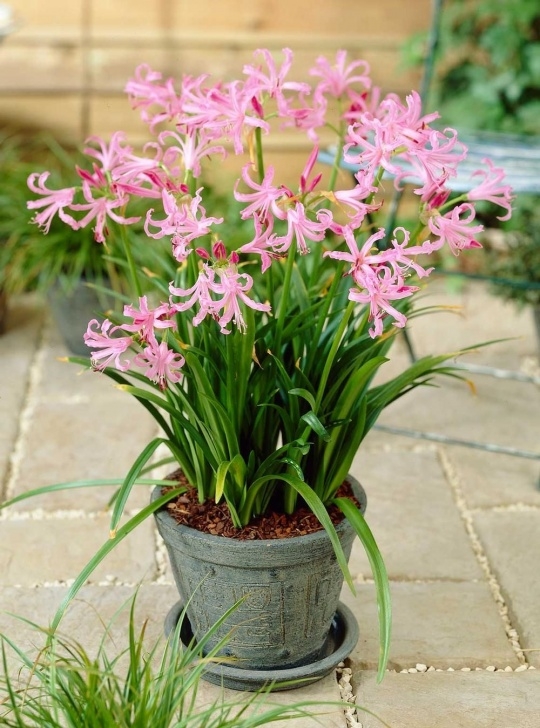 Light Bulb For Plants In Winter Best Summer Bulbs For Containers: Nerine Bowdenii Is A Picture 023