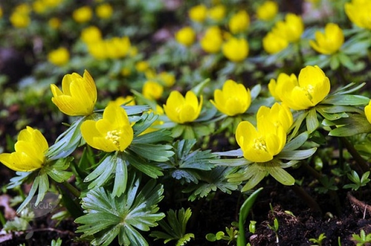 Light Bulb For Plants In Winter Buy Winter Aconite Bulbs Eranthis Hyemalis: £4.99 Delivery Image 061