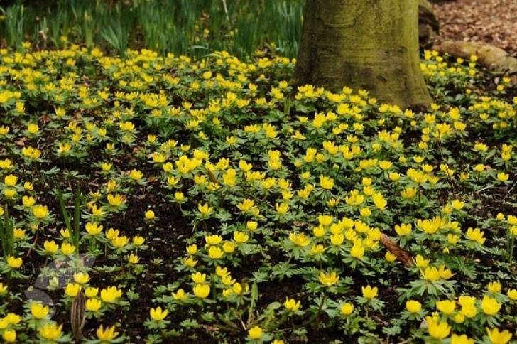 Light Bulb For Plants In Winter Buy Winter Aconite Bulbs Eranthis Hyemalis: £4.99 Delivery Image 661