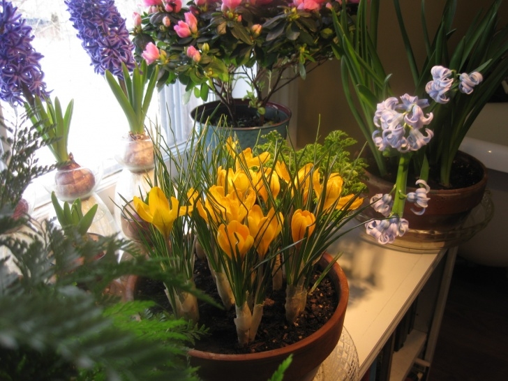 Light Bulb For Plants In Winter Forcing Crocus For Winter-Bloom Indoors – Kevin Lee Jacobs Image 962