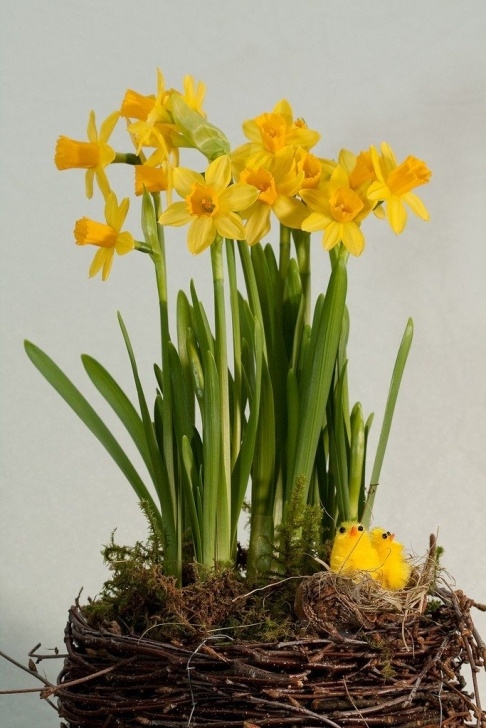 Light Bulb For Plants In Winter How To Force Daffodil Bulbs Into Bloom Indoors Photo 016