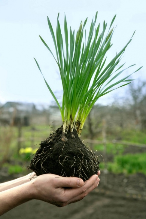 Light Bulb For Plants In Winter How To Plant, Care For, And Grow Daffodils - Plant Photo 568