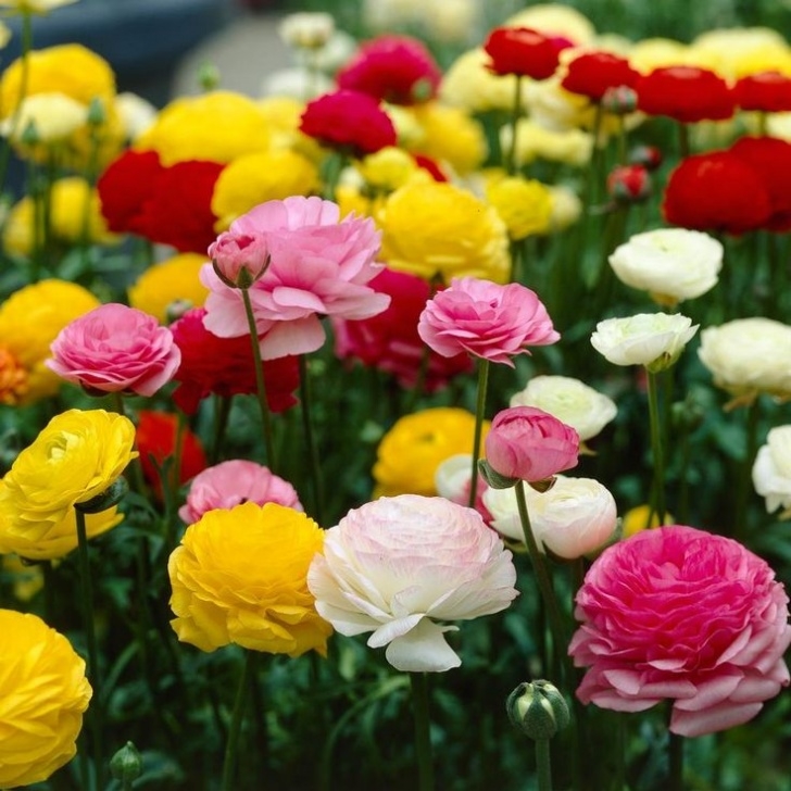 Light Bulb For Plants In Winter Pin On Gardening: Bulbs Photo 282
