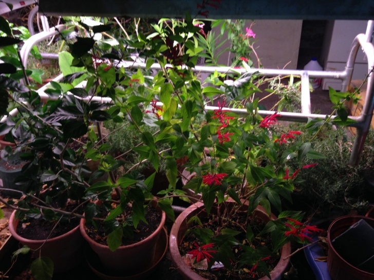Light Bulb For Plants In Winter Winter Plant Care | The Charmed Kitchen Photo 706