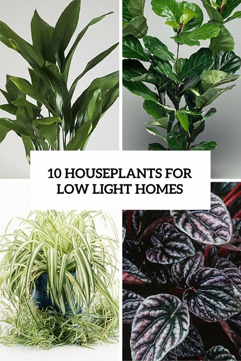 Lights To Grow Plants Inside 10 Best And Easy To Grow Houseplants For Low Light Homes Image 042