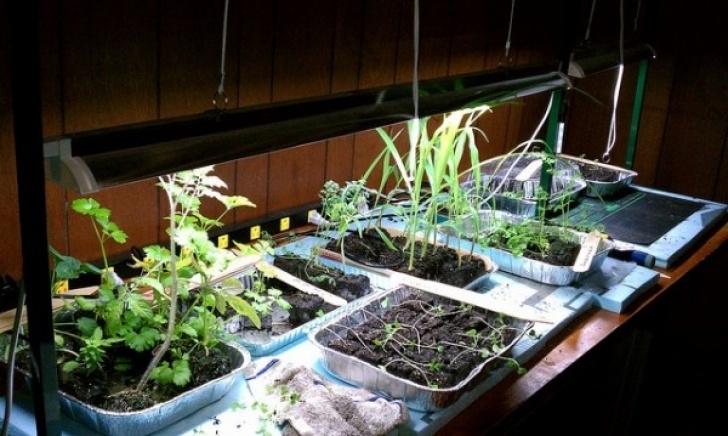 Lights To Grow Plants Inside 19 Best Indoor Tomatoes Images On Pinterest | Growing Image 081
