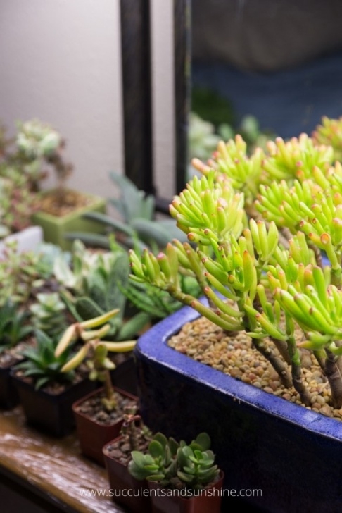 Lights To Grow Plants Inside Choosing The Right Grow Light - Do You Need A Grow Light Image 569