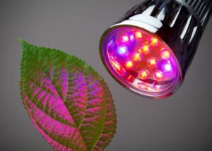 Lights To Grow Plants Inside The Most Psychedelic Way To Grow Plants Indoors | Kitchn Photo 635