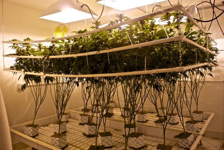 Lights To Grow Plants Inside Using Led Grow Lights To Grow Your Plants Indoors Image 301