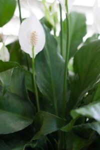 Lily House Plant Care Peace Lily Care Picture 113 Lily House Plant Care Peace Lily Care Picture 113