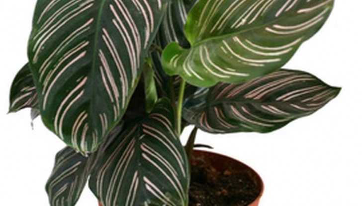 Liquid Fertilizer For Indoor Plants Keep Your Potted Plants Healthy-- Make Your Own Plant Food Picture 980