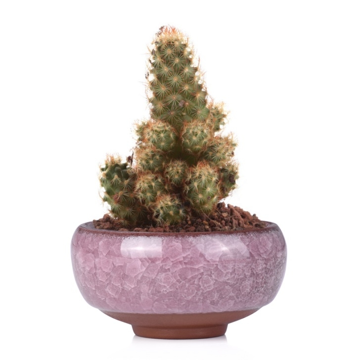 Little Pots For Plants Small Ceramic Succulent Plant Pots Flower Planter Photo 752