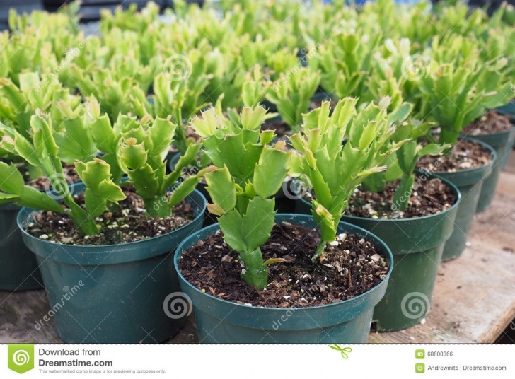 Little Pots For Plants Small Potted Cactus Plants Stock Photo. Image Of Indoor Photo 126
