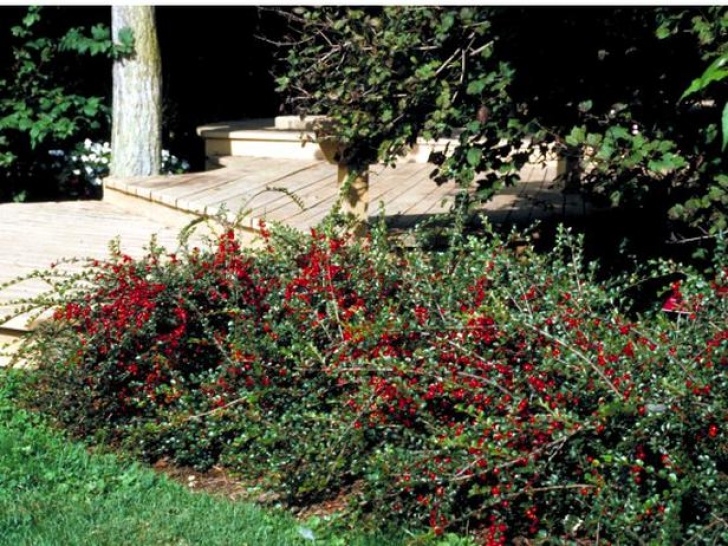 Low Growing Flowering Shrubs 17 Low-Maintenance Plants And Dwarf Shrubs | Diy Garden Photo 599