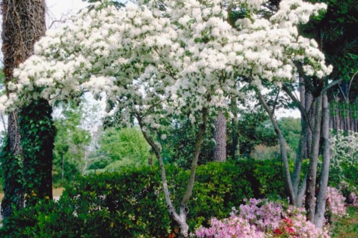 Low Growing Flowering Shrubs 17 Low-Maintenance Plants And Dwarf Shrubs | Diy Picture 888