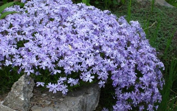 Low Growing Flowering Shrubs 18 Best Flowering Ground Cover Plants | Balcony Garden Web Picture 983