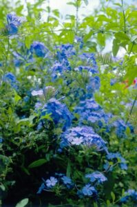 Low Growing Flowering Shrubs 28 Low-Water Flowering Shrubs - Sunset Magazine Photo 404