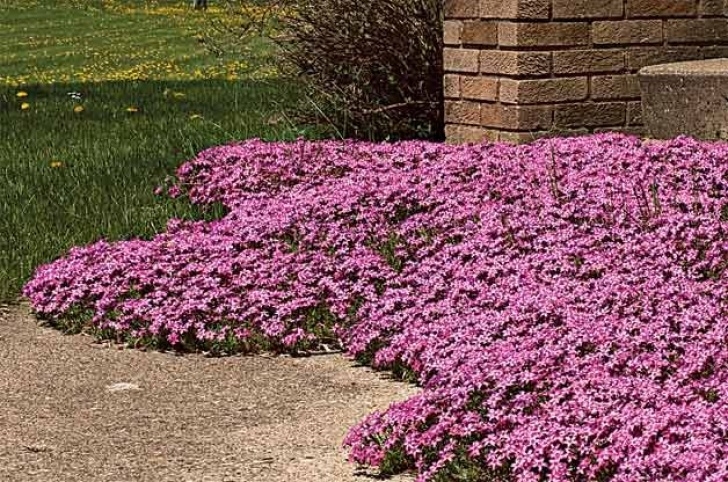 Low Growing Flowering Shrubs Creeping Phlox - (Phlox Subulata, Zones 3 To 8) - Creeping Image 335