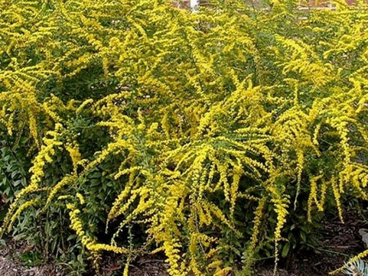 Low Growing Flowering Shrubs Fireworks Goldenrod..pact Perennial With Arching Photo 225
