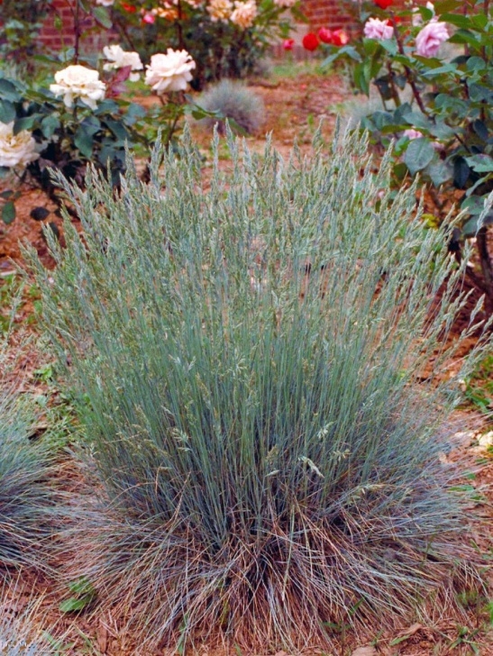Low Growing Flowering Shrubs Low-Maintenance Plants For Easy Landscaping | Diy Image 101