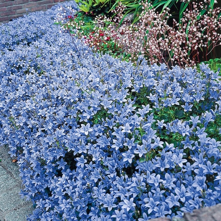 Low Growing Flowering Shrubs Spring Hill Nurseries 2.5 In. Pot Dalmatin Bellflower Photo 547