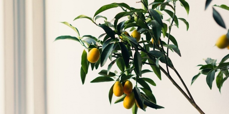 Low Light Edible Plants Best Indoor Trees To Grow At Home - 9 Types Of Low Light Image 947