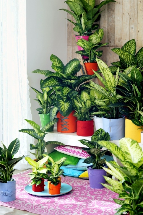 Low Light Edible Plants Dieffenbachia (С Изображениями) | Растения, Комнатные Picture 350