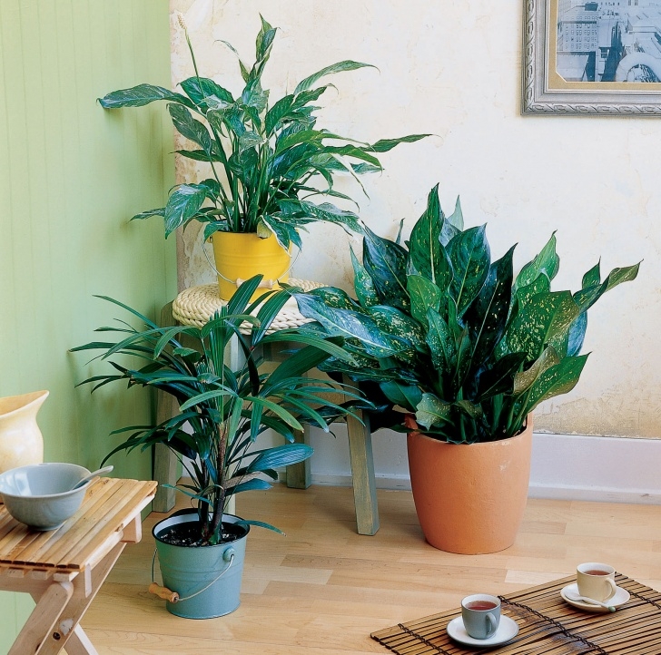 Low Light Edible Plants Easy-Care Indoor Plants - Sunset Magazine Picture 712