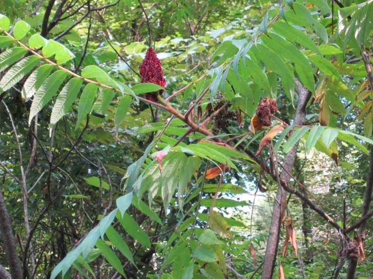Low Light Edible Plants Edible Wild Plants And Berries - English Speak English Picture 102