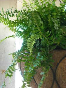 Low Light Edible Plants Houseplants For Medium Light Conditions Picture 581