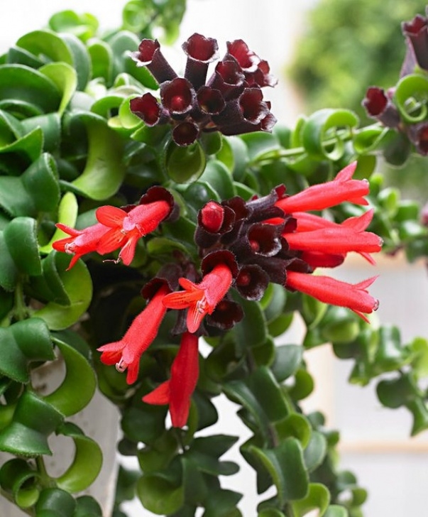 Low Light Edible Plants Pet-Friendly Indoor House Plants | Garden Lovers Picture 521