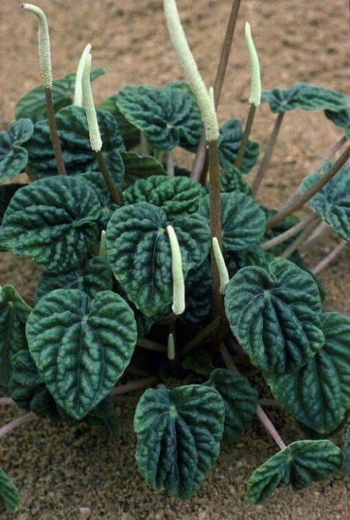 Low Light Edible Plants Pilea Involucrata | Cool Plants, Plants, Tropical Plants Image 654