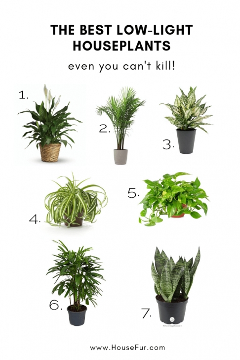 Low Light Edible Plants The Best Low-Light Houseplants You Can'T Kill | Plants Image 896