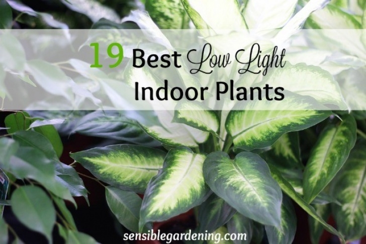 Low Light Garden Plants 19 Best Low Light Indoor Plants • Sensible Gardening And Photo 085