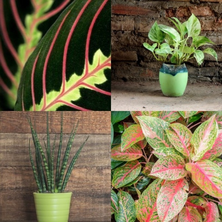 Low Light Garden Plants Gorgeous Indoor Plants That Love The Dark Picture 697
