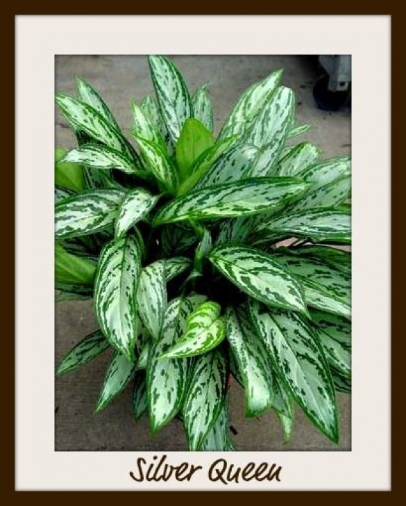 Low Light Garden Plants Indoor Plants Low Light | Indoor Plants | Earth &amp; Style Picture 332