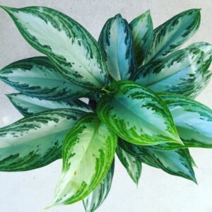 Low Light Garden Plants Low Light Houseplants | Good Earth Garden Center And Image 316