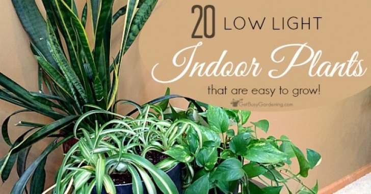 Low Light Garden Plants Low Light Indoor Plant List: 20 Houseplants That Are Easy Image 184
