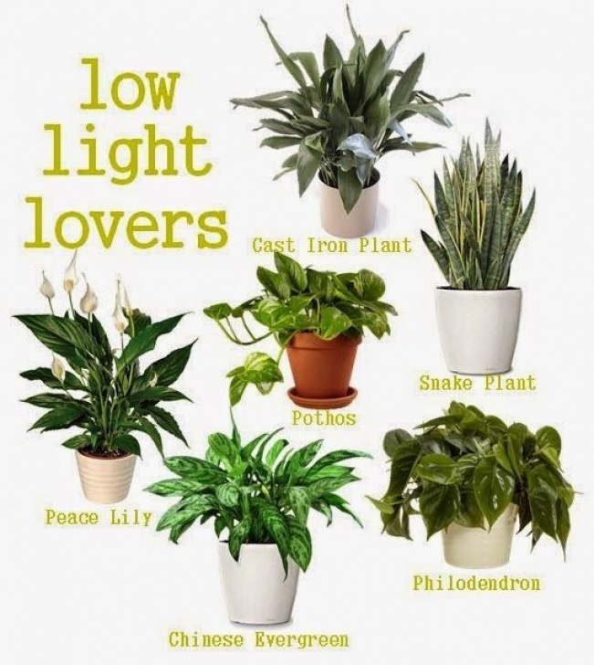 Low Light Garden Plants Low Light Loving Houseplants 101 Gardening | Plants Picture 103