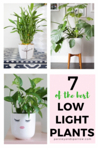 Low Light Plants For Bedroom 7 Low Light Plants That Are Hard To Kill! #Houseplants # Photo 800